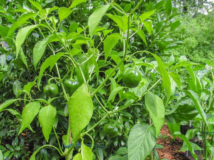 Die Früchte von dieser Capsicum annuum Sorte sind etwa kirschgroß und entfalten ihr typisches Aroma erst nach dem Trocknen