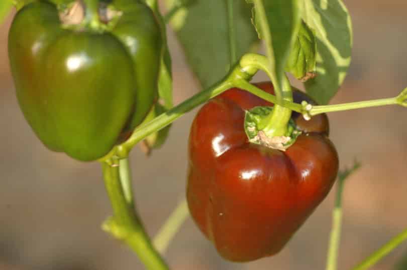 Chile Dulce Milfruto