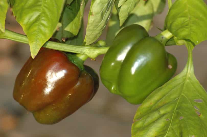 Chile Dulce Milfruto