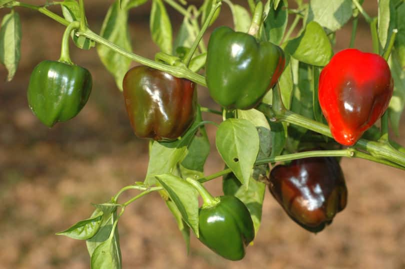 Die Capsicum annuum Sorte Chile Dulce Milfruto ist robust und ertragreich