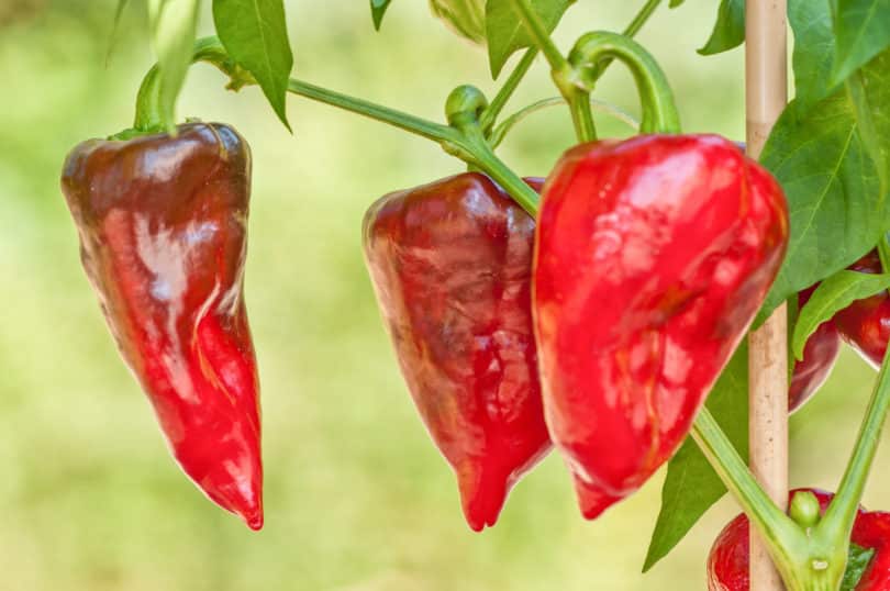 Capsicum annuum Sorten können sehr stark in Fruchtform, Farbe und Schärfe variieren (Sorte: Chile Mulato)