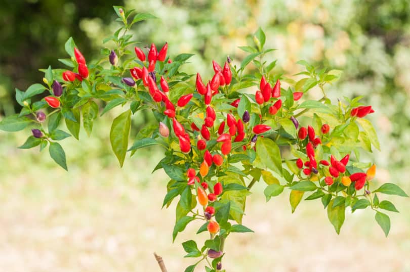  Synonyme für die Art Capsicum annuum (Foto: Chile Piquín - Capsicum annuum )