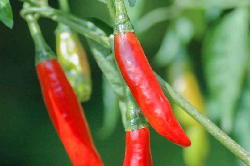 Die Chilisorte Chile de árbol (Capsicum annuum) 