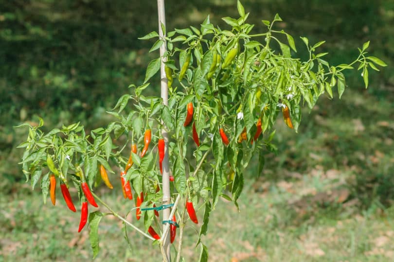 Chile de Árbol