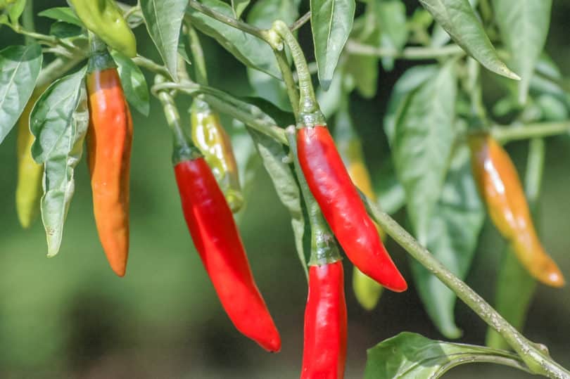 Die Capsicum annuum Varietät Chile de Árbol aus Mexiko