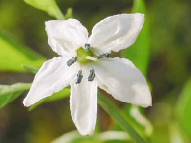 Chile de Árbol