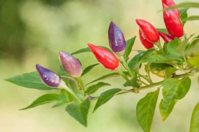 Capsicum annuum ist die am weitesten verbreitete Art und extrem Variabel in Schärfe, Farbe und Form der Chilies