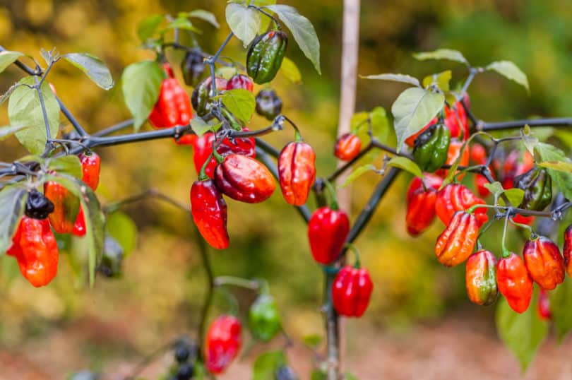 Chilisorten