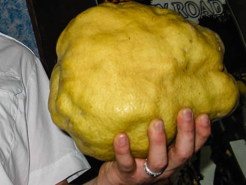 Die wohl größte "Zitrone" der Welt ist die in Tabasco, Mexiko vorkommende Limón Real