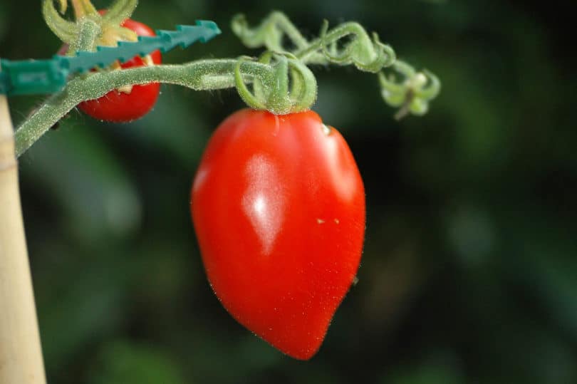 Typische reife Tomate Comasagua