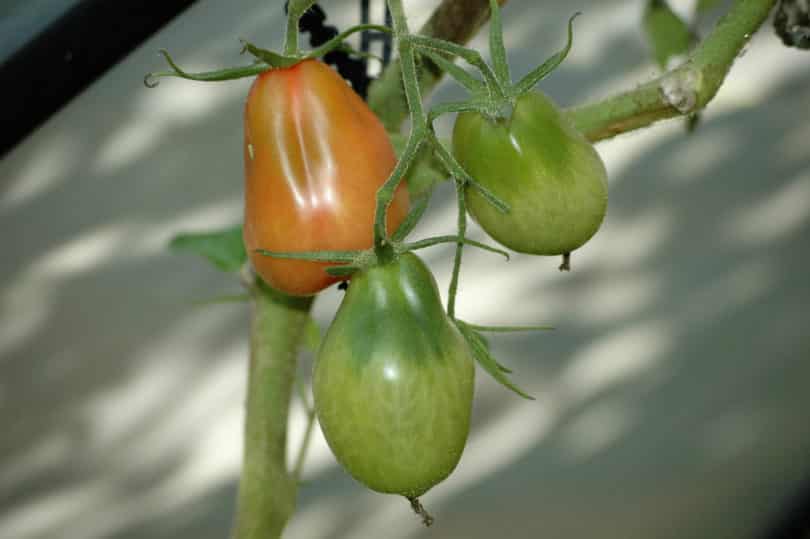 Comasagua