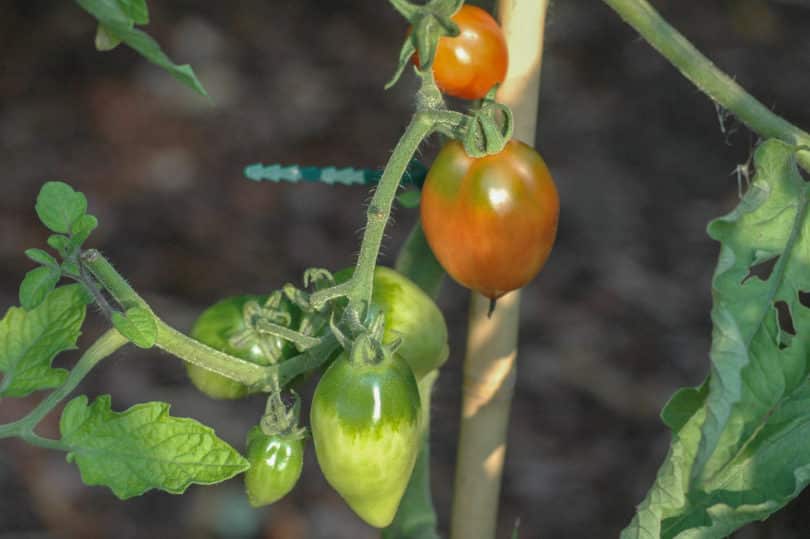 Die Früchte dieser Tomate aus Mittelamerika besitzen einen grünen Hals und reifen rot ab.