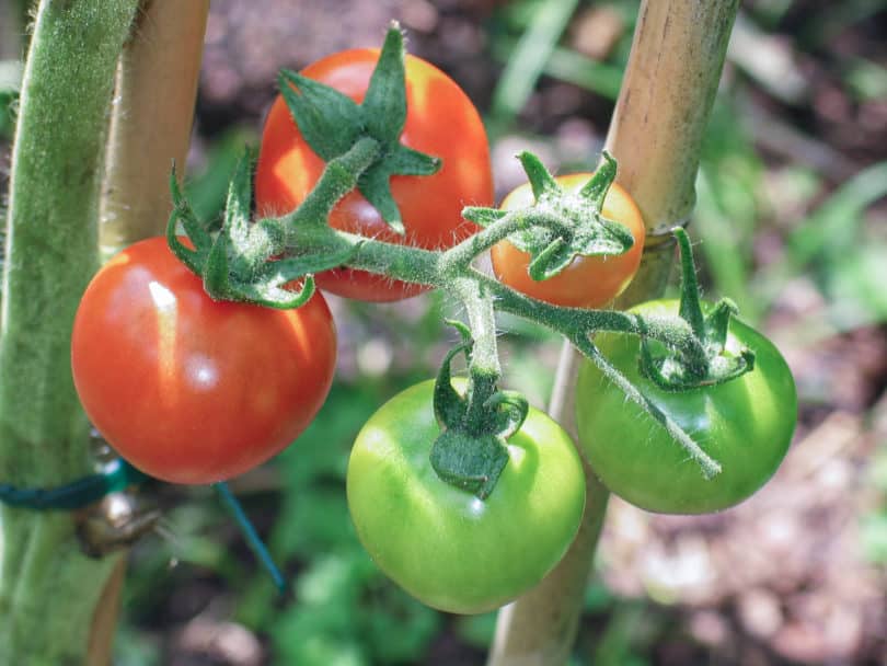 Costoluto Genovese Selection Valente V.F.: hier mit einer kleinfrüchtigeren Variante