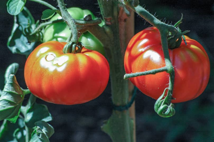 Große Früchte auch im Freiland - Die Fleischtomate aus Italien: Costoluto Genovese Selection Valente V.F.