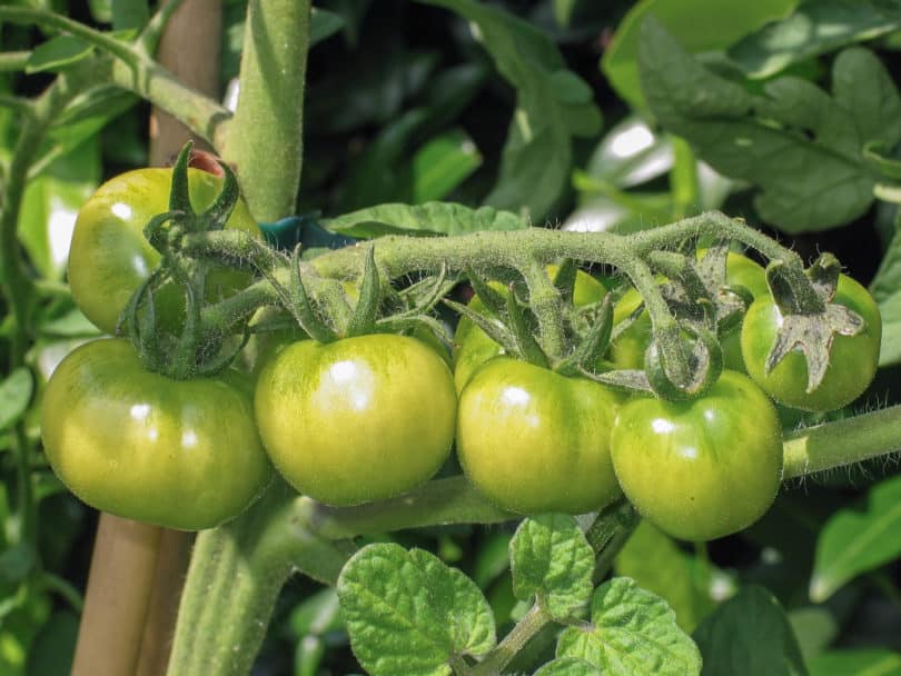 Die noch grünen Früchte dieser Fleischtomate