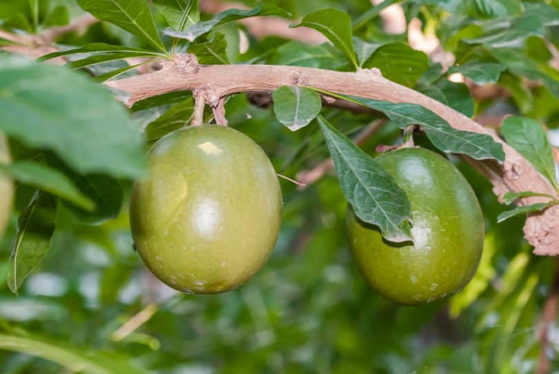 Heilpflanzen aus Puerto Rico: Crescentia cujete