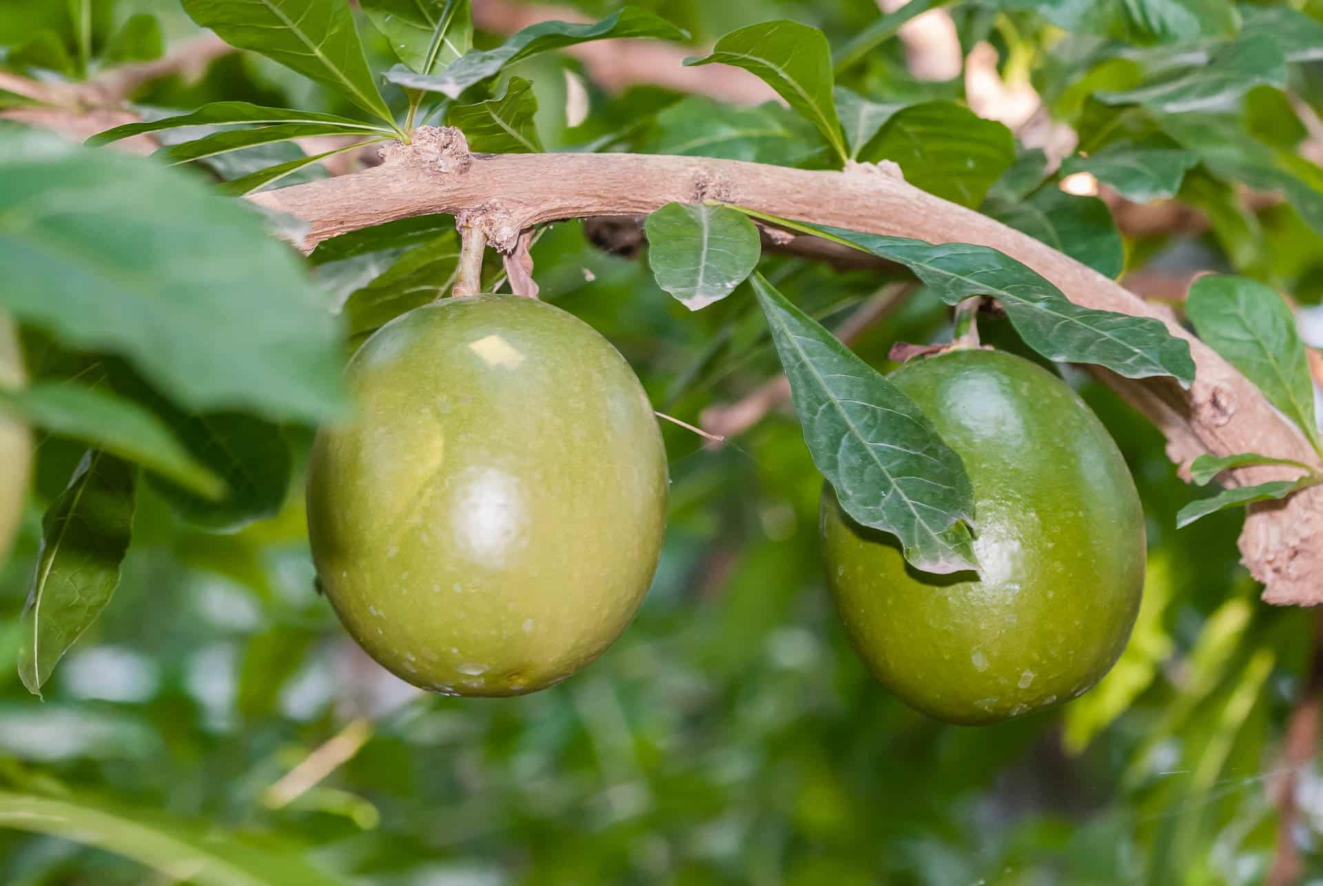 Bonbon Te Arcilla Comestible Haitiana -  España