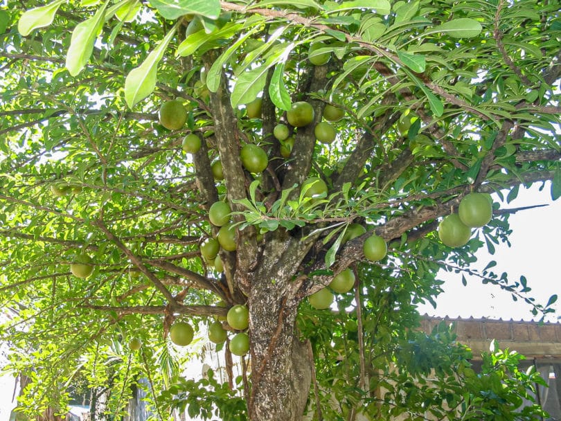 Der Kalebassenbaum (Crescentia cujete) - wächst in den Subtropen