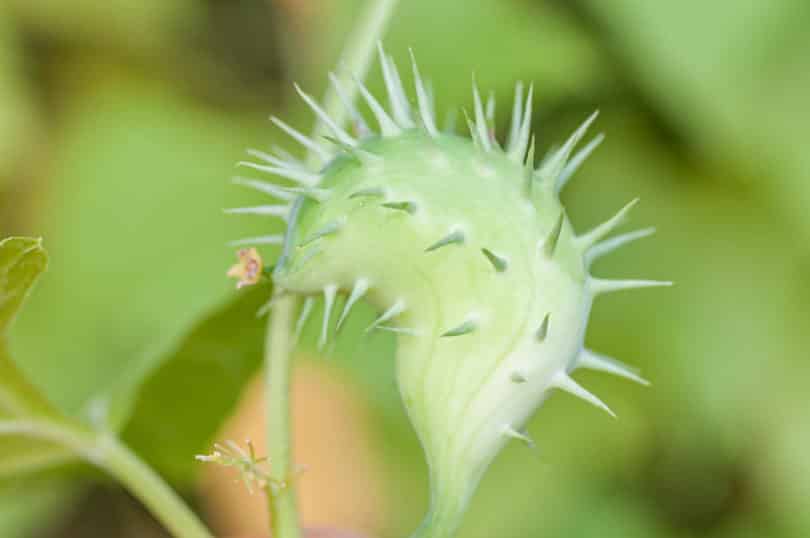 Die zu den Kürbisgewächsen gehörende Explodiergurke Cyclanthera brachystachya verschießt ihre Samen