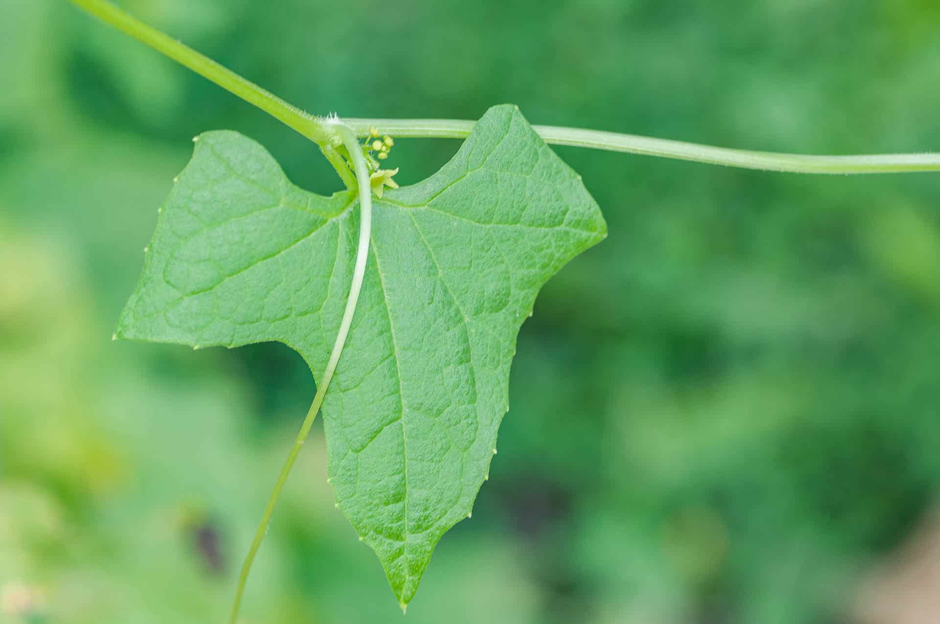 Die Blüten und Blätter der  Explodiergurke - Cyclanthera brachystachya