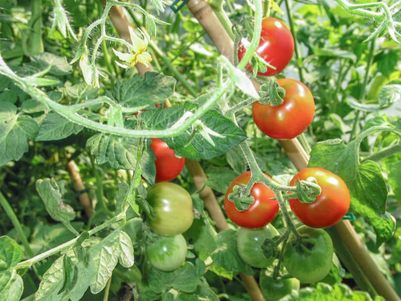 Die Früchte der Tomate De Colgar sind rot, rund und können mitsamt der Pflanze zum Lagern aufgehängt werden