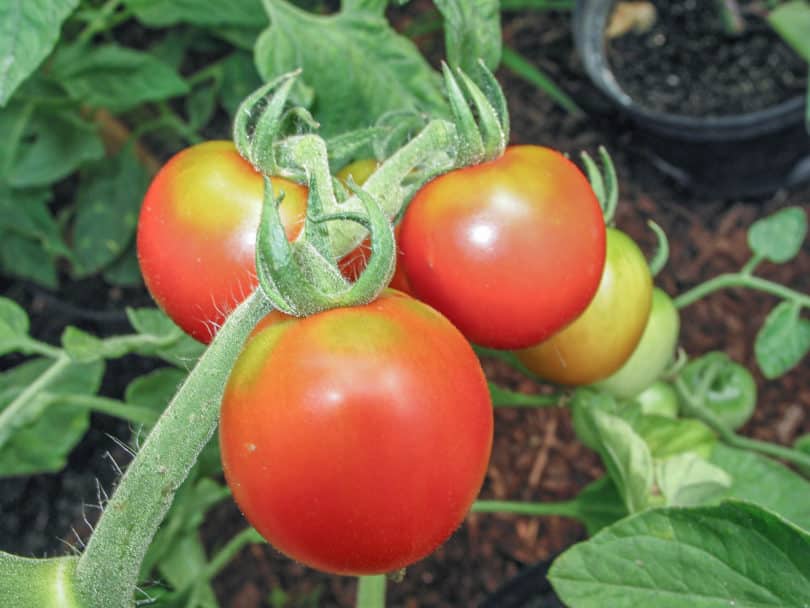 Die Lagertomate De Colgar ist eine schmackhafte und lange lagerfähige Tomatensorte