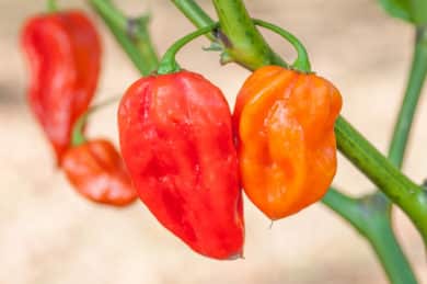 Devil's Tongue Red - Capsicum chinense - Chilisorte