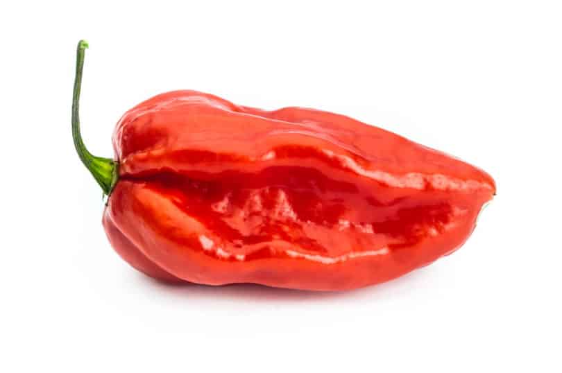 Die Chilisorte Devil's Tongue Red (Capsicum chinense) 