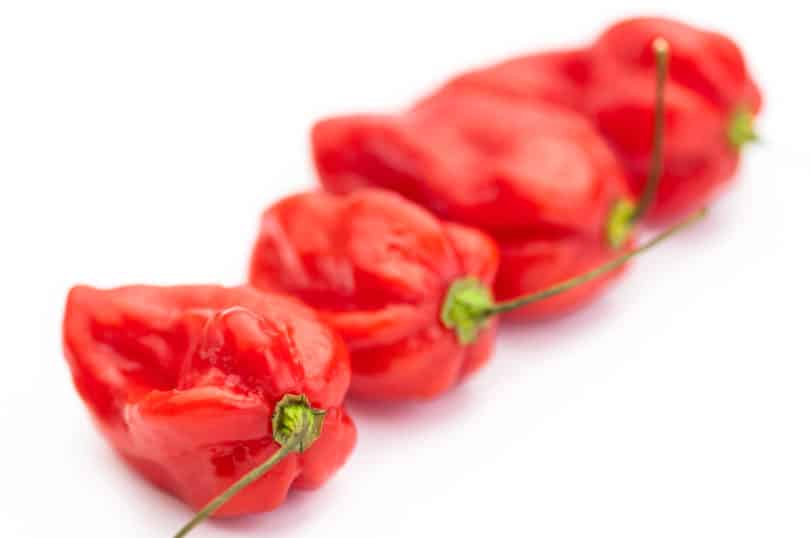 Die Chilisorte Devil's Tongue Red (Capsicum chinense)