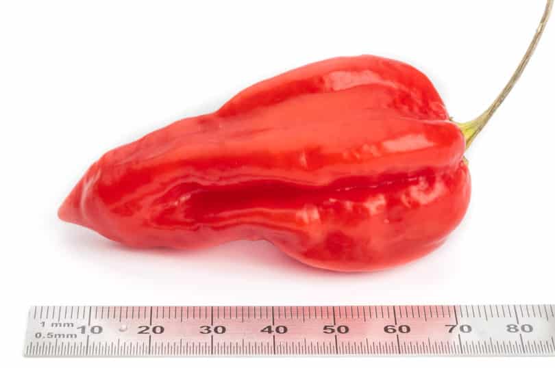 Devil's Tongue Red - Capsicum chinense