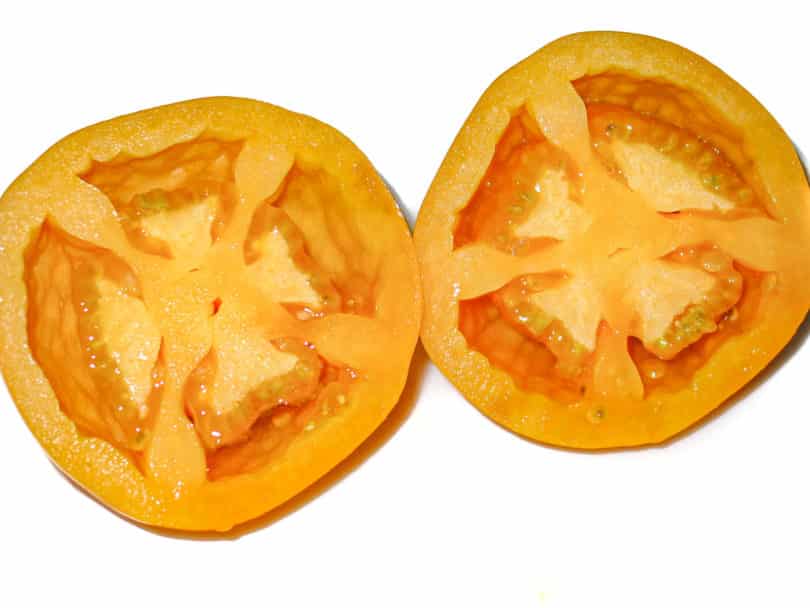 Die Früchte der Tomate Djena Lee's Golden Girl sind kräftig gelborange gefärbt