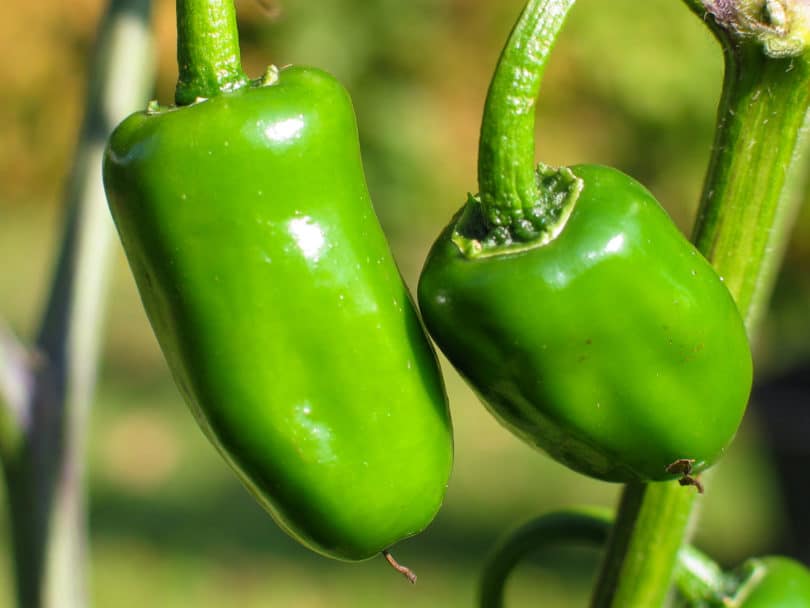 El Salvador