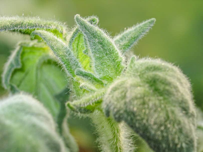 Die gesamten Tomatenpflanzen von der Sorte Elberta Girl sind stark behaart.