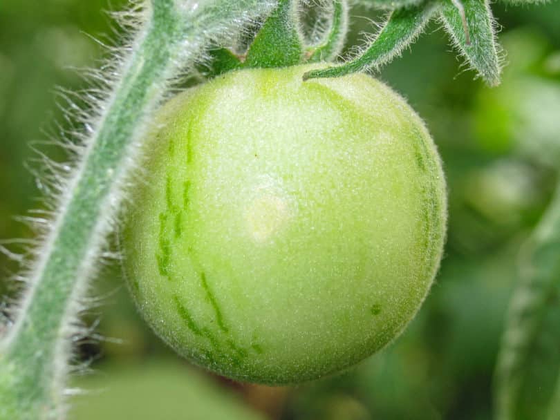 Die Tomatensorte Elberta Girl ist eine der wenigen behaarten Tomaten