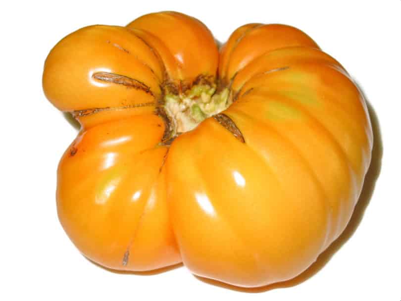 Tomatensorte Elfie