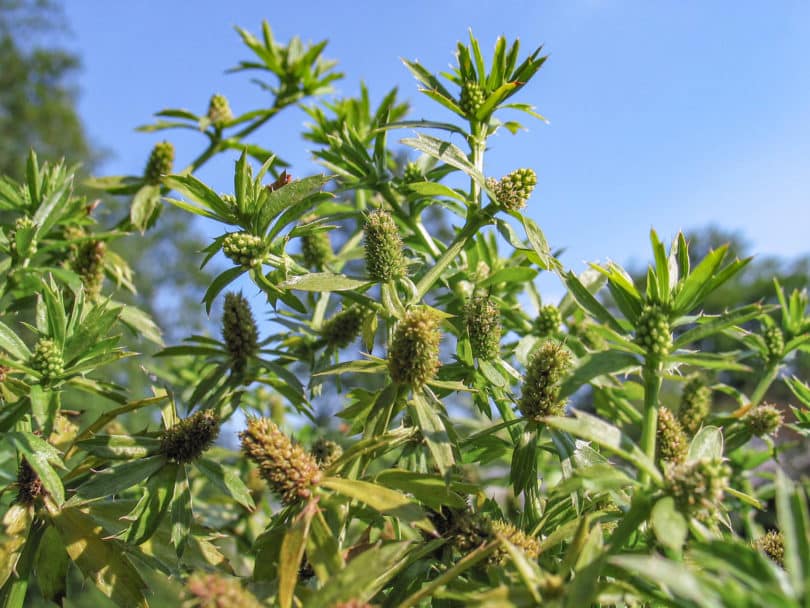 Langer Koriander - Eryngium foetidum