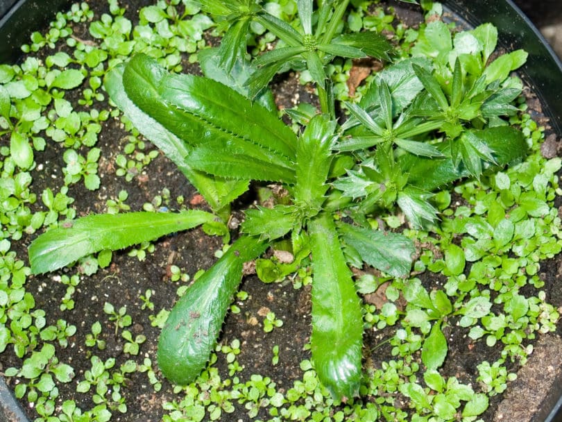 Langer Koriander - Eryngium foetidum