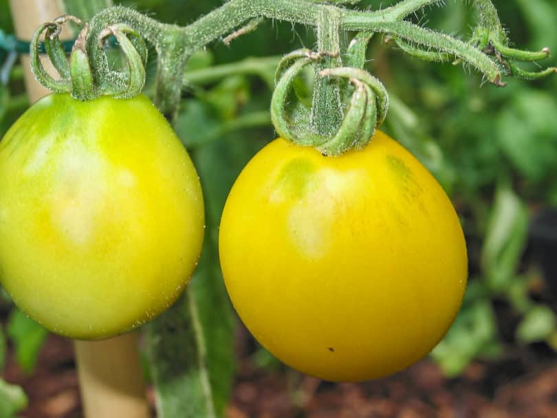 Tomatensorte Fargo