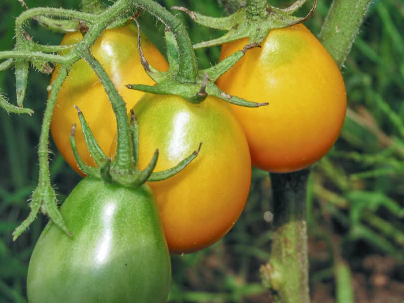 Die Buschtomate Fargo ist eine leckere kleine birnenförmige Tomatensorte