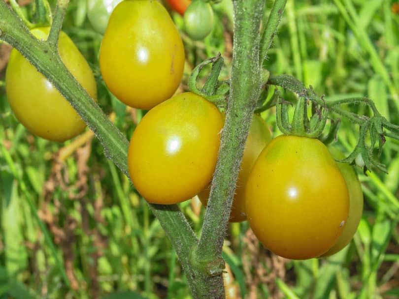 Die Früchte der Tomate Fargo reifen gelb ab, schmecken süß und wachsen reichlich an den kleinen, buschigen Pflanzen.