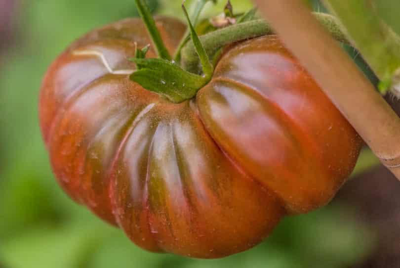 Fleischtomaten sind meist sehr saftig und reifen etwas später ab