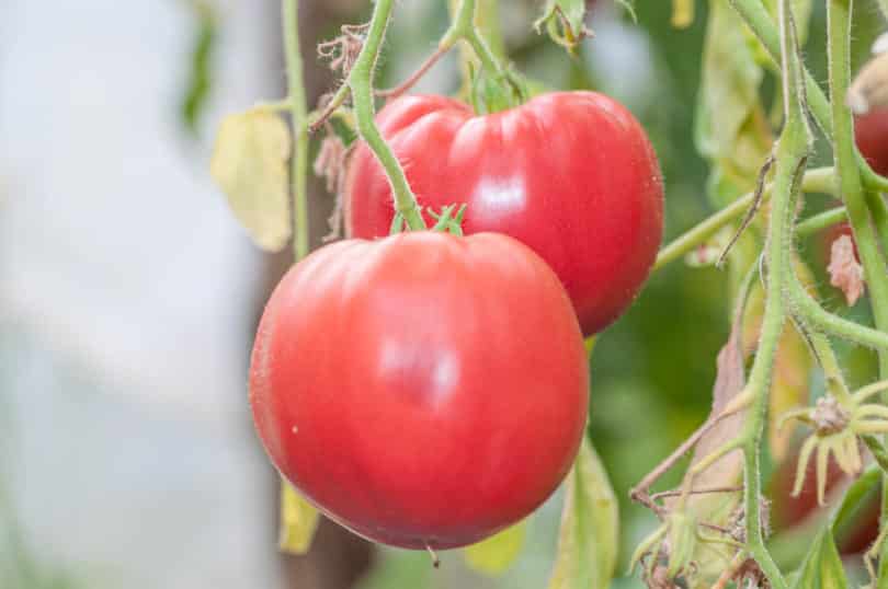 Fleischtomate aus Neapel