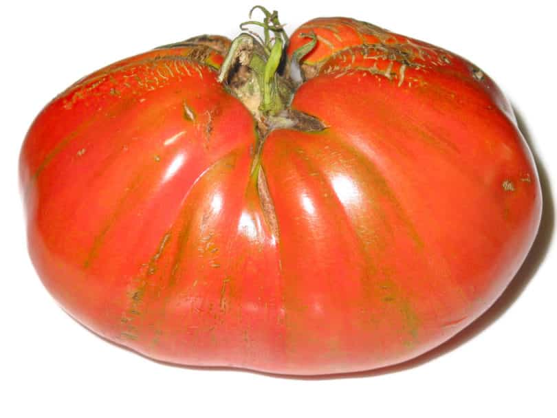 Fleischtomate aus Neapel - Solanum lycopersicum - Tomatensorte