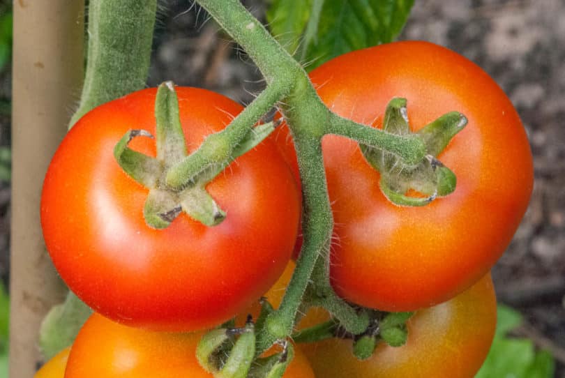 Die Tomatensorte Genovese ist eine rot abreifende, schmackhafte Tomate aus Italien