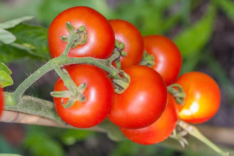 Die Früchte von der Tomate Genovese schmecken aromatisch, sind mittelgroß und reifen mittelfrüh ab.