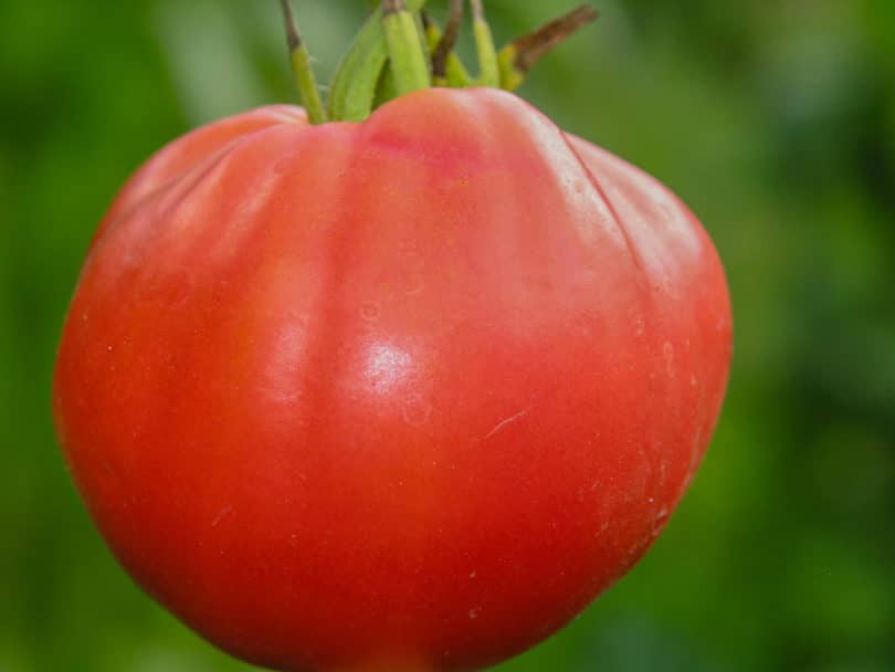 Die alte Tomatensorte German Red Strawberry ist eine rot abreifende, herzförmige Tomate aus Deutschland