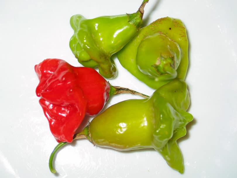 Der Glockenchili ist Capsicum baccatum Sorte mit sehr interessanten glockenförmigen Früchten