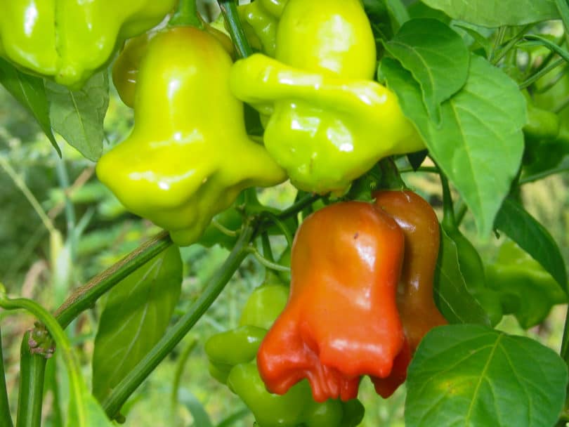 Glockenpaprika - Glockenchili