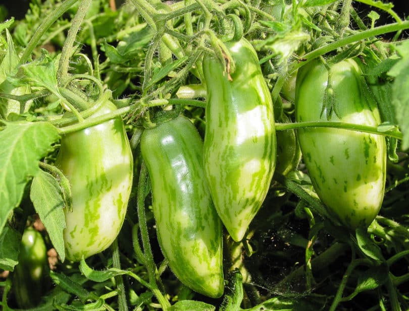 Große Früchte an kleinen Pflanzen - Green Sausage
