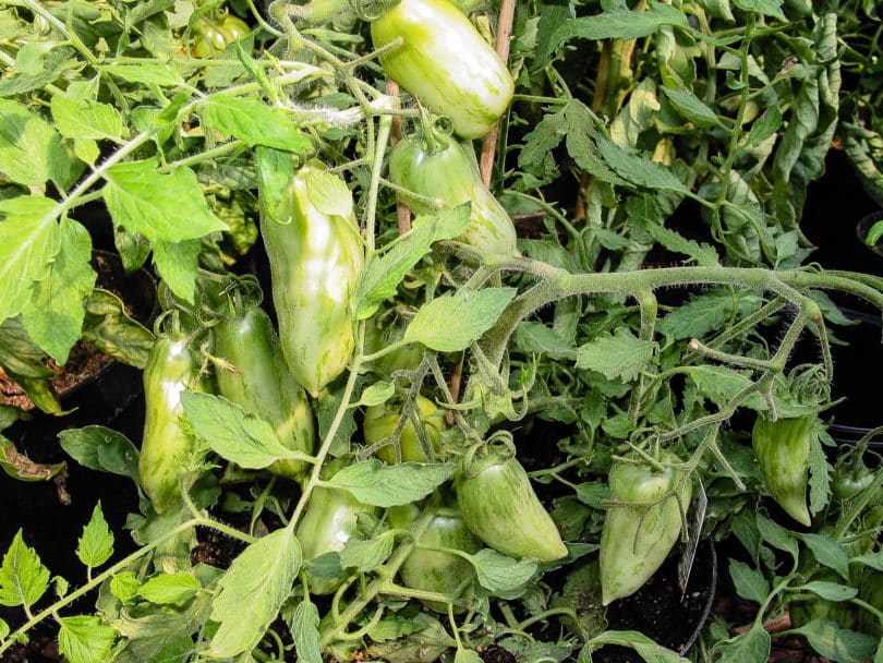Die Früchte von der Tomate Green Sausage hängen reichlich an den kleinen buschigen Pflanzen